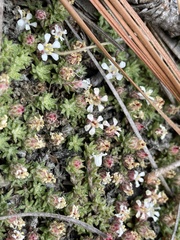 Pyxidanthera brevifolia