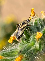 Plagiognathus moerens