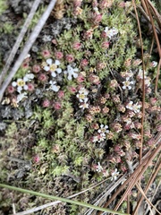 Pyxidanthera brevifolia
