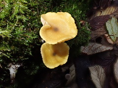 Entoloma readiae