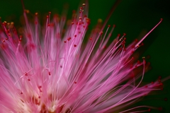 Pseudobombax ellipticum