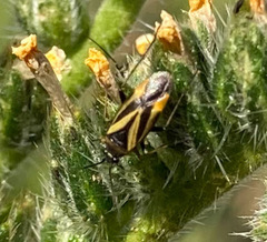 Plagiognathus moerens