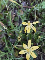 Triteleia ixioides