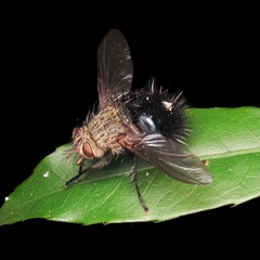 Jurinella