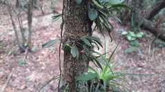 Anathallis microphyta