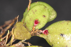 Anathallis microphyta