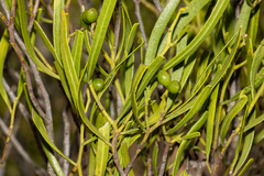 Geijera linearifolia