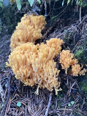 Ramaria flava