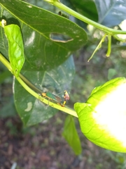 Anisoscelis foliaceus