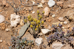 Angianthus tomentosus