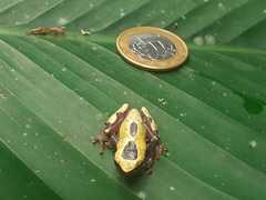 Dendropsophus leucophyllatus