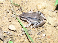 Leptodactylus elenae