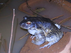 Leptodactylus vastus