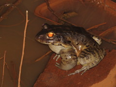 Leptodactylus vastus