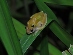 Dendropsophus minutus