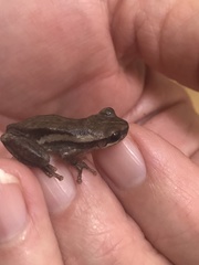 Litoria rubella