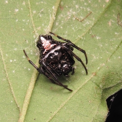 Verrucosa meridionalis