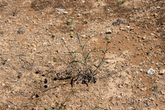 Podolepis rugata rugata