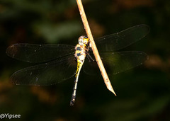Zygonyx iris malayanus