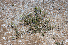 Bupleurum semicompositum