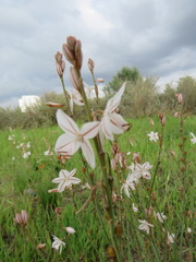 Asphodelus fistulosus