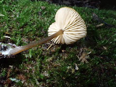 Entoloma readiae