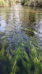 Ranunculus pseudofluitans