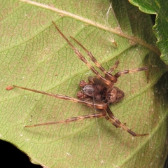 Araneus