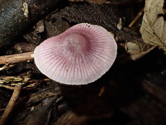 Mycena vinacea