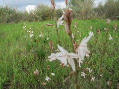 Asphodelus fistulosus
