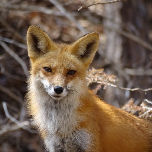 Red Fox photographed in Arkansas