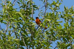 Icterus galbula