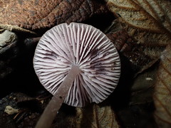 Mycena vinacea
