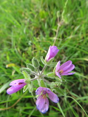 Erodium moschatum