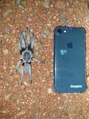 Selenocosmia