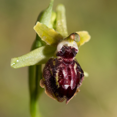 Ophrys sphegodes passionis