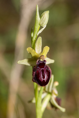 Ophrys sphegodes passionis