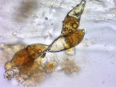 Gymnosporangium effusum