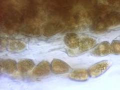 Gymnosporangium effusum