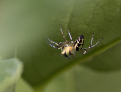 Cosmophasis thalassina