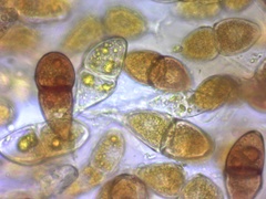 Gymnosporangium effusum