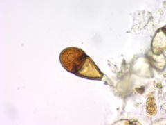 Gymnosporangium effusum