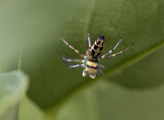 Cosmophasis thalassina