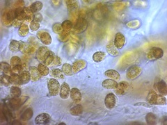 Gymnosporangium effusum