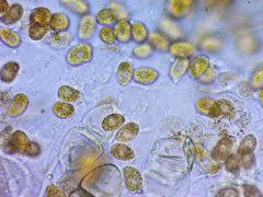 Gymnosporangium effusum