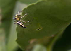 Cosmophasis thalassina