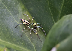 Cosmophasis thalassina