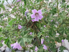 Malva multiflora