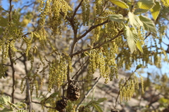 Quercus brantii