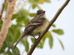 Empidonax minimus